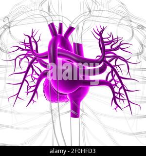 Anatomia del cuore umano per l'illustrazione 3D del concetto medico Foto Stock