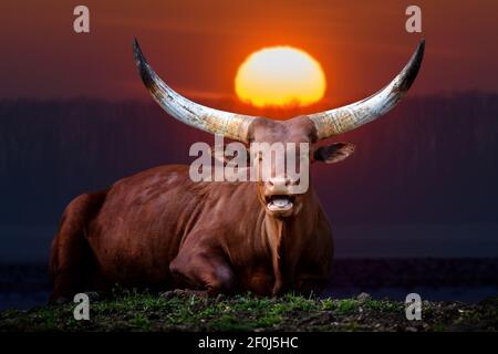 Primo piano vista Ankole Watusi Longhorn al tramonto. Animazione selvaggia in serata Foto Stock