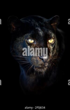 Primo piano bello arrabbiato grande Black leopard isolato su nero sfondo Foto Stock