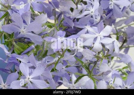 Blu Phlox fine Art tessuti floreali naturali. Texture di foto ritratto. Digital Studio sfondo, ideale per le foto di famiglia carine, neonato atmosferico Foto Stock