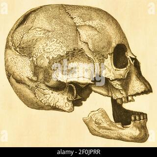 Incisione antica di un cranio preistorico umano. Pubblicato in Systematischer Bilder-Atlas zum Conversations-Lexikon, Ikonographische Encyklopedie der Foto Stock