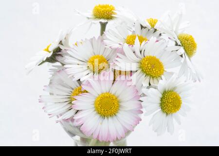 Primo piano di margherite in primavera Foto Stock