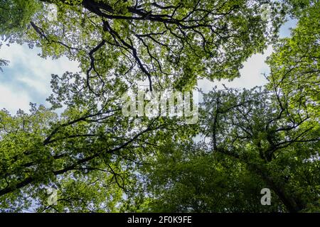 Vista verso l'alto verso le corone di alberi verdi e il cielo blu a. giorno di sole Foto Stock