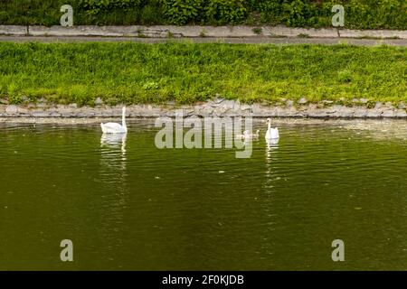 Due grandi cigni vecchi con pochi piccoli cigni giovani che nuotano in città fossato vicino al bordo Foto Stock