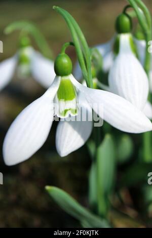 Gocce di neve bianca con petali delicati e foglie verdi in giardino, macro prime gocce di neve, fiori di primavera, bellezza della natura, foto floreale, phot macro Foto Stock