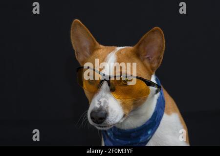 Bella potrait basso chiave di stile cane basenji indossare blu fazzoletto e avendo intenti guardare attraverso i vetri gialli Foto Stock