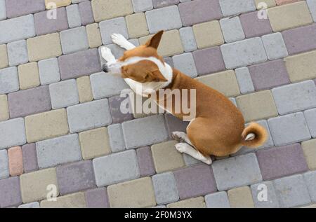 Vista dall'alto sul cane basenji sdraiato su un marciapiede di strada e in attesa di padrone Foto Stock