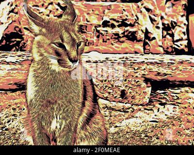 Bel gatto caracale. Primo piano. Lavoro artistico sul tema degli animali Foto Stock