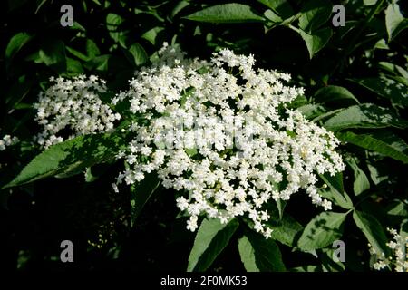 Elderflowers su Elderberry Tree (Sambucus nigra) Foto Stock