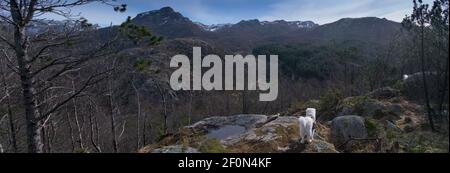 Escursionista con Samoyed Husky cane ​​looking al lago congelato e. fiordo di Rogaland Norvegia Foto Stock