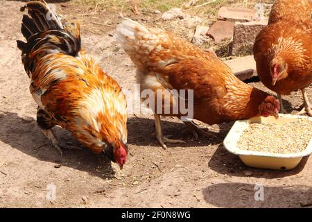 Piume della coda di un pollo che lampeggiano alla luce del sole Foto Stock