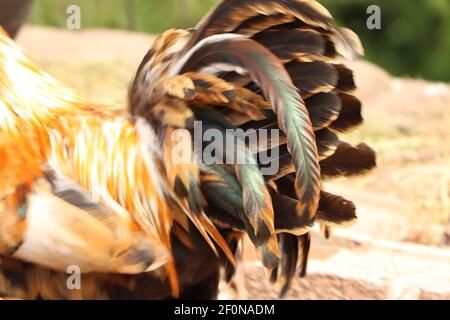 Piume della coda di un pollo che lampeggiano alla luce del sole Foto Stock