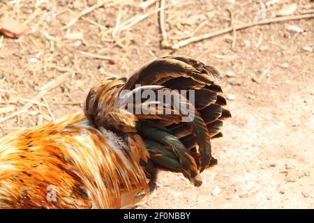 Piume della coda di un pollo che lampeggiano alla luce del sole Foto Stock