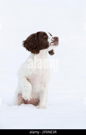 Cucciolo spagnolo seduto nella neve Foto Stock