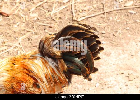 Piume della coda di un pollo che lampeggiano alla luce del sole Foto Stock