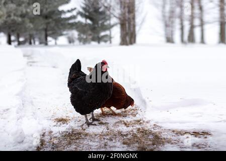 due polli che foraggiano nella neve durante l'inverno su un fattoria Foto Stock