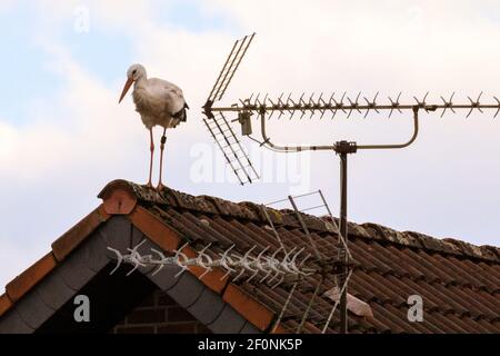 Olfen, NRW, Germania. 07 marzo 2021. Una cicogna bianca selvaggia (Ciconia ciconia) siede pazientemente su un tetto, assomigliando ad un ornamento del tetto vicino alle antenne tv dell'edificio. L'uccello è stato inaniato per monitorare la sua migrazione annuale, ed è probabile che sia tornato al suo sito di nidificazione vicino Olfen. Credit: Imageplotter/Alamy Live News Foto Stock