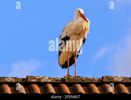 Olfen, NRW, Germania. 07 marzo 2021. Una cicogna bianca selvaggia (Ciconia ciconia) siede pazientemente su un tetto, assomigliando ad un ornamento decorativo del tetto. L'uccello è stato inaniato per monitorare la sua migrazione annuale, ed è probabile che sia tornato al suo sito di nidificazione vicino Olfen. Credit: Imageplotter/Alamy Live News Foto Stock