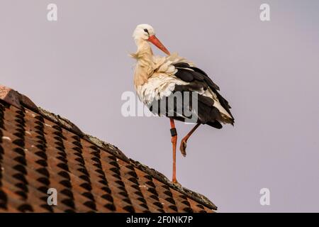 Olfen, NRW, Germania. 07 marzo 2021. Una cicogna bianca selvaggia (Ciconia ciconia) siede pazientemente su un tetto, assomigliando ad un ornamento decorativo del tetto. L'uccello è stato inaniato per monitorare la sua migrazione annuale, ed è probabile che sia tornato al suo sito di nidificazione vicino Olfen. Credit: Imageplotter/Alamy Live News Foto Stock