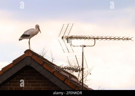 Olfen, NRW, Germania. 07 marzo 2021. Una cicogna bianca selvaggia (Ciconia ciconia) siede pazientemente su un tetto, assomigliando ad un ornamento del tetto vicino alle antenne tv degli edifici. L'uccello è stato inaniato per monitorare la sua migrazione annuale, ed è probabile che sia tornato al suo sito di nidificazione vicino Olfen. Credit: Imageplotter/Alamy Live News Foto Stock