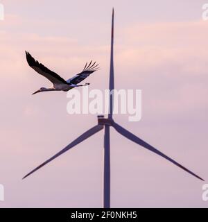 Olfen, NRW, Germania. 07 marzo 2021. Una cicogna bianca selvaggia (Ciconia ciconia) sorvola una turbina eolica nella luce solare rosa tenue della sera. L'uccello è una delle diverse coppie nella zona che regolarmente tornare ai loro siti di nidificazione, tornando nella migrazione annuale. Credit: Imageplotter/Alamy Live News Foto Stock