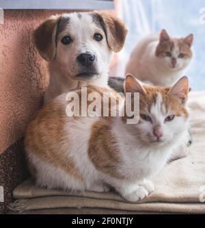 Cane e gatti che giacciono insieme per riscaldarsi in inverno freddo. Foto Stock