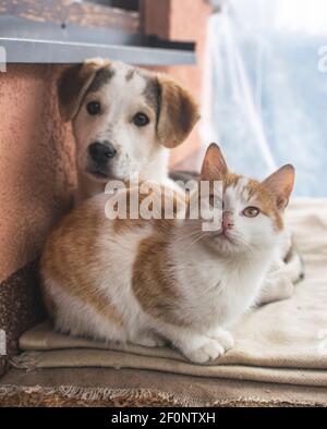 Cane e gatti che giacciono insieme per riscaldarsi in inverno freddo. Foto Stock