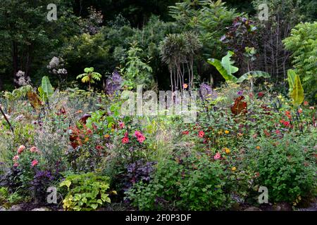 dahlia twynings revel,dahlia piantine,salvia amistad,allium globemaster,linaria peachy,ensete ventricosum maurelii,banana,piantagione tropicale schema,re Foto Stock