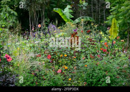 dahlia twynings revel,dahlia piantine,salvia amistad,linaria peachy,ensete ventricosum maurelii,banana,pianta tropicale schema,rosso flo viola arancione Foto Stock