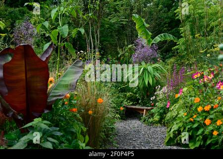 Echium,foglie,fogliame,Thalictrum delavayi, astrantia bo ann,ensete ventricosum maurelii,prato rue,monarda,lythrum, viola, lilla, fiore, fiori, fl Foto Stock