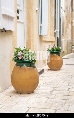Fiori di colore rosa in una grande pentola di creta Foto Stock