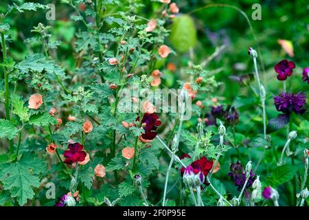 Sphaeralcea Childerley, Globe mallow Childerley, fiori d'arancio albicocca, lichnis coronaria giardinieri mondo, fioritura, RM Floral Foto Stock