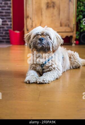 Bellissimo il cioccolato al latte di cane havanese Foto Stock