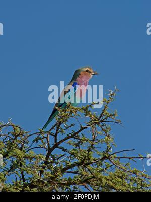 lilla tostato uccello o coracias caudata seduta in albero Con sfondo blu cielo nel Parco Nazionale Etosha Namibia Africa formato orizzontale Foto Stock