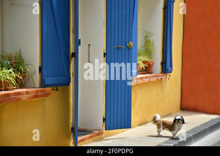 Piccolo cane che posa davanti ad una tipica facciata di casa Provençal con una parete di stucco ocra e porta di legno blu chiaro e persiane a Martigues, Francia. Foto Stock