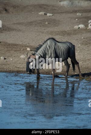 blue wildebeest o connochaetes taurinus che beve al buco di irrigazione in Habitat naturale inEtosha Parco Nazionale in Namibia Africa avvistato safari in jeep Foto Stock