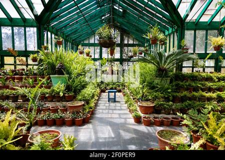 Fern casa a Government Botanical Gardens, Ooty, Tamil Nadu, India Foto Stock