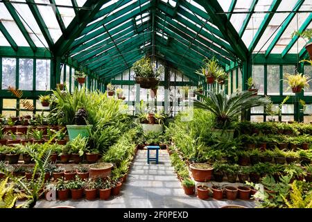 Fern casa a Government Botanical Gardens, Ooty, Tamil Nadu, India Foto Stock