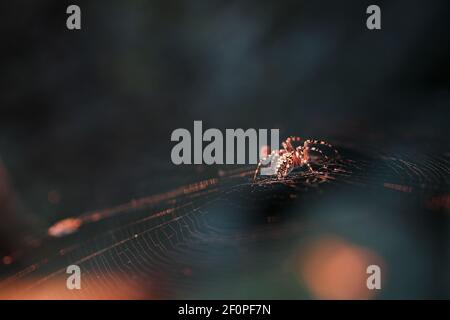 Un grande ragno marrone tessitore nella sua rete caccia la sua preda. Insetti predatori Foto Stock