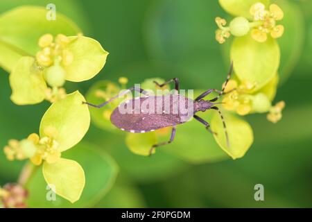 Diclanocephalus Agilis Feeds on Uphorbia palustris Foto Stock