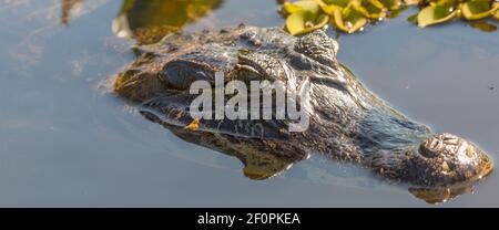 Fauna selvatica brasiliana: Capo di un Caiman in acqua del Rio Claro guardando fuori dall'acqua sulla Transpantaneira nel Pantanal, Mato Grosso, Brasile Foto Stock