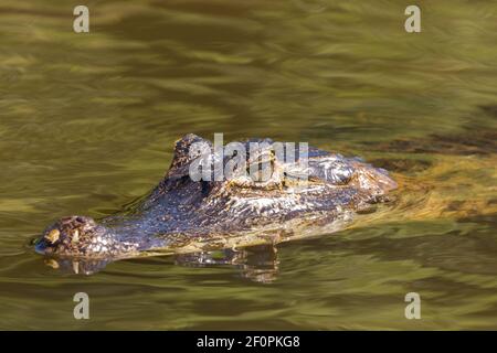 Capo del Caiman meridionale con spettacoli nel Pantanal settentrionale a Mato Grosso, Brasile Foto Stock