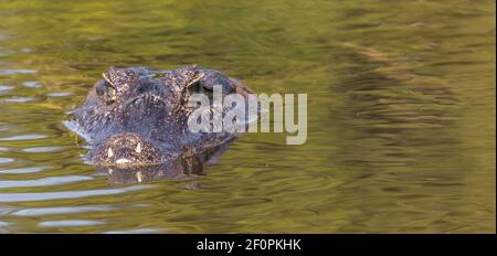 Un caimano che guarda direttamente nella macchina fotografica nel Rio Claro nel Pantanal settentrionale in Mato Grosso, Brasile Foto Stock