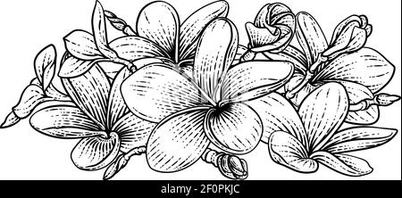 Plumeria Frangipani Tropical Bali Fiore Woodcut Illustrazione Vettoriale