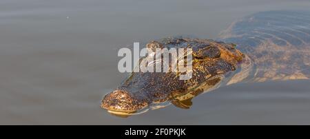 Primo piano della testa di un caimano a bocca chiusa nel Rio Claro nel Pantanal settentrionale lungo la Transpantaneira a Mato Grosso, Brasile Foto Stock