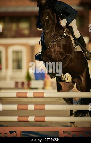 Cavaliere a cavallo della baia in competizioni Foto Stock