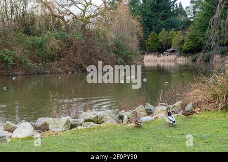 Uccelli selvatici nel Parco di Minoru. Richmond, British Columbia, Canada. Foto Stock