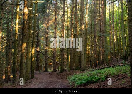 Italia Bologna Firenze a piedi , passeggiata dei trekking sull'Appennino Tosco-Emiliano Foto Stock