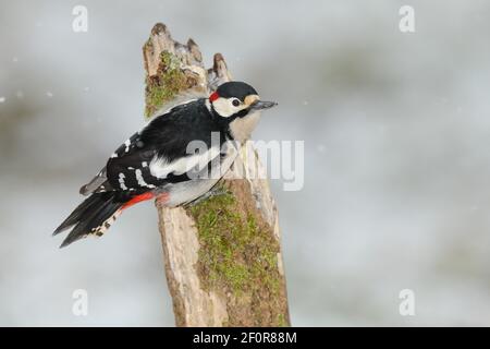 Grande picchio macchiato (Dendrocopos Major), in inverno durante la nevicata, maschio, seduto su legno morto, Rothaargebirge, Nord Reno-Westfalia, Germania Foto Stock