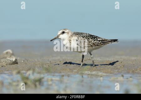 Sanderling (Calidris alba), che corre sul lungolago, Zicksee, St.Andrae, Parco Nazionale Neusiedler See, Burgenland, Austria Foto Stock